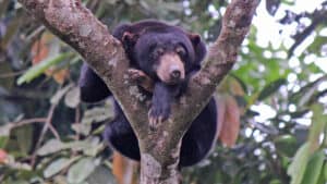 Are Bears Nocturnal Or Diurnal? Their Sleep Behavior Explained Picture