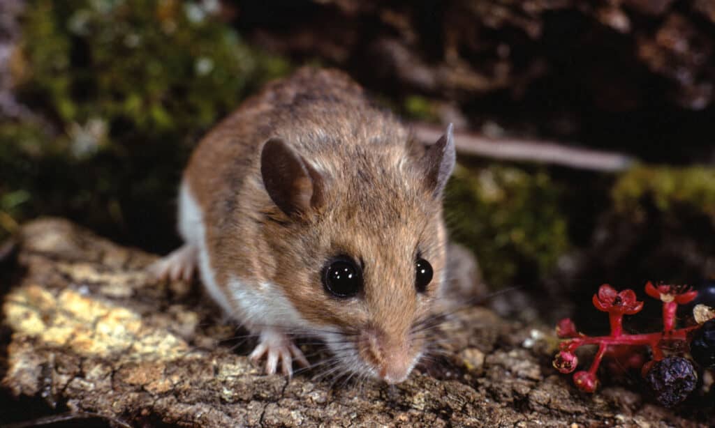 White-footed Mouse, closeo up view of one sitting on a log near a berry bush.