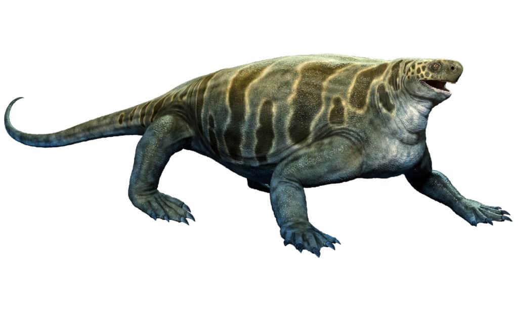 Cotylorhynchus