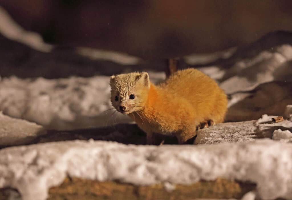 What Lives At The Bottom Of Lake Baikal A Z Animals   IStock 1157785844 1024x701 