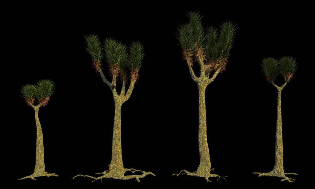 extinct trees