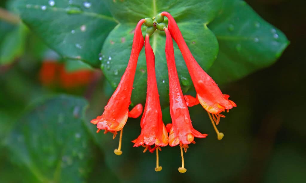 Coral Honeysuckle