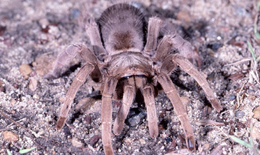 Whistling Spider (Selenocosmia crassipes)