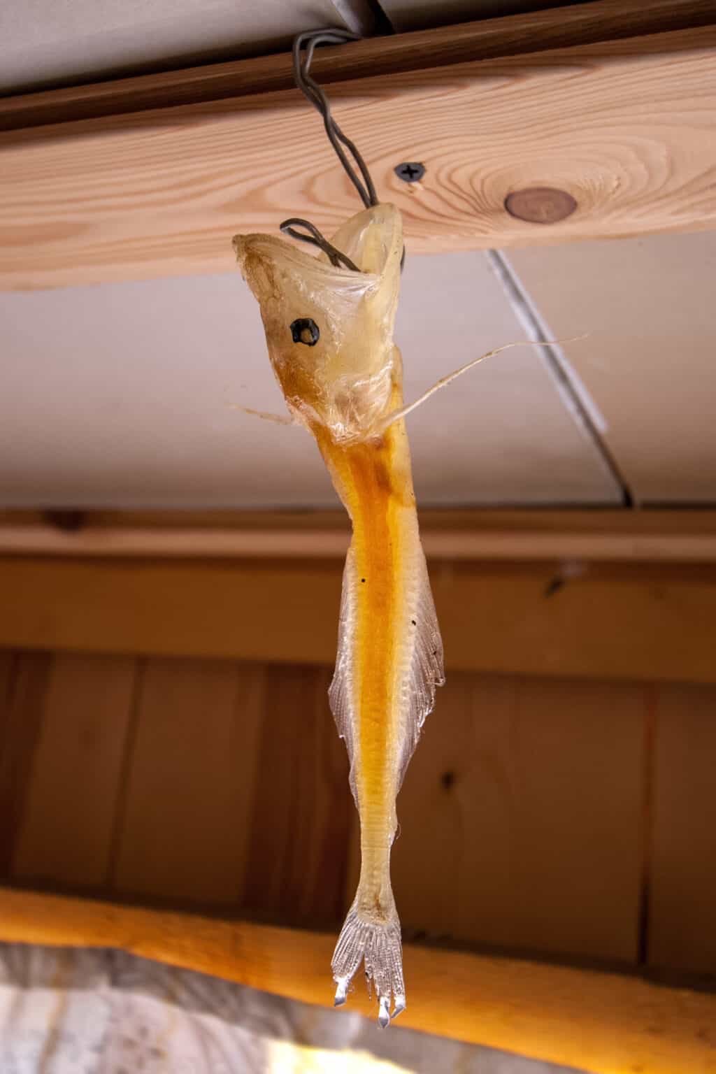 What Lives At The Bottom Of Lake Baikal A Z Animals   IStock 1180293149 1024x1536 