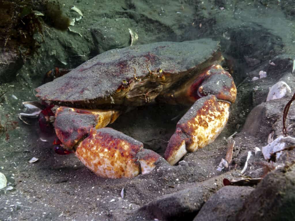 Red Rock Crab (Cancer productus)
