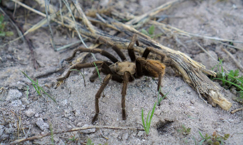 Western Desert Tarantula 