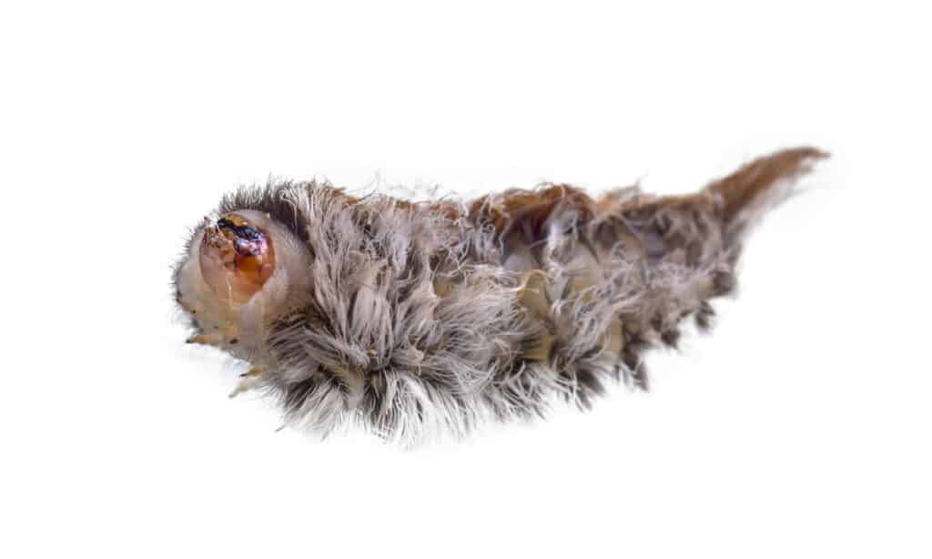 Southern Flannel Caterpillar
