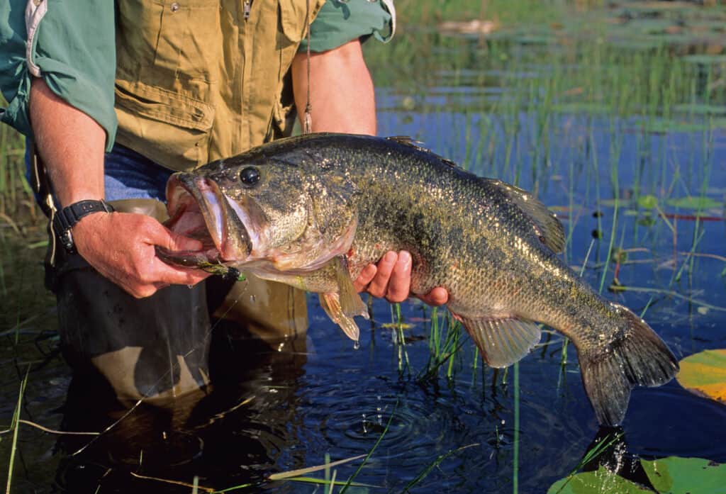 The largemouth bass is one of the largest fish in the Tennessee River