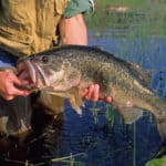 Largemouth bass can thrive in a wide range of temperatures and water conditions.
