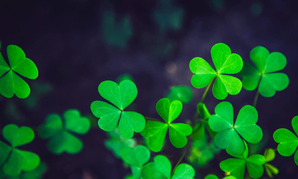 Discover The National Flower Of Ireland Shamrock A Z Animals   IStock 1201306865 1024x614 