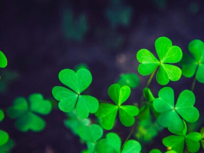 A The Shamrock: Discover the Meanings, Symbolism, and Rich History