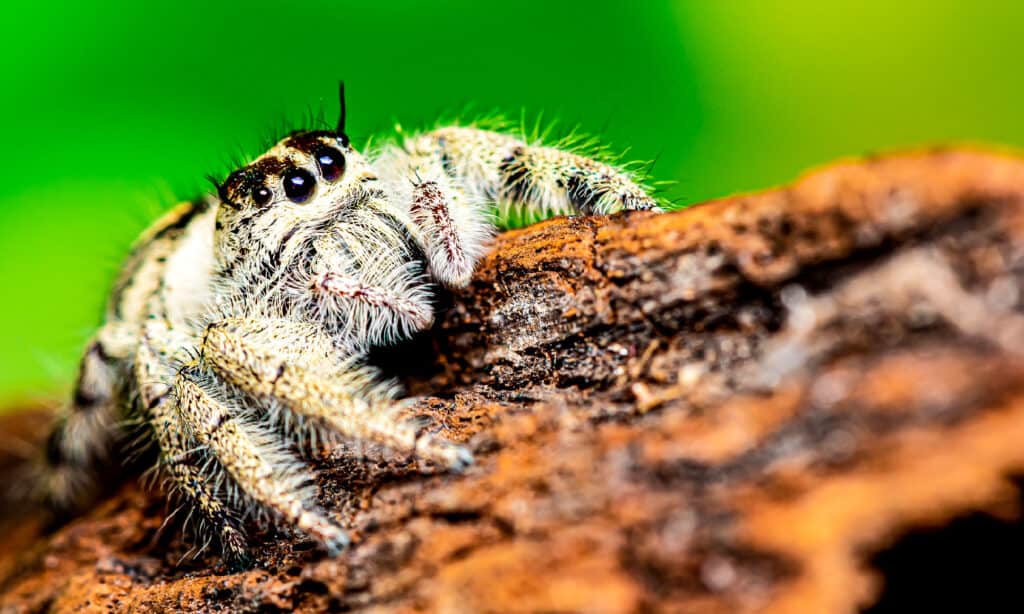 Tan Jumping Spider