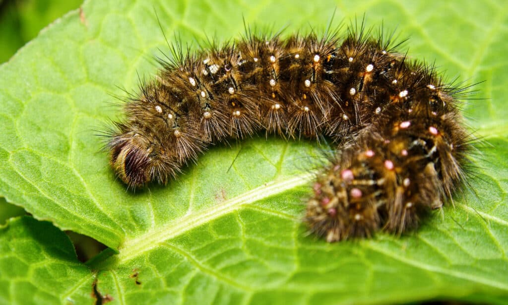 fuzzy brown caterpillar identification