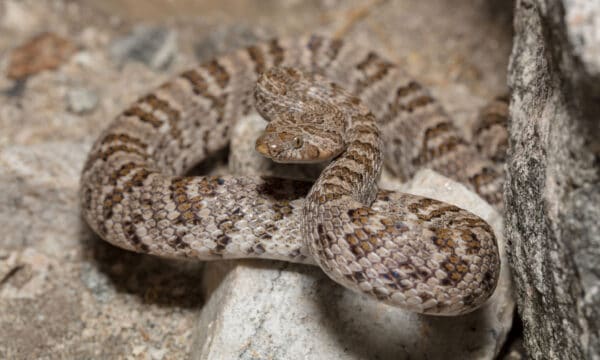 10 Snakes that Only Live on the West Coast - A-Z Animals