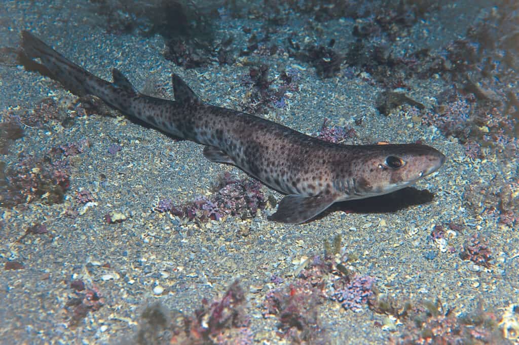 Scientists Find an All-Black, Glowing Shark Species: the Ninja Lanternshark