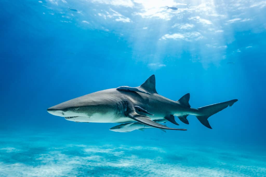 Lemon shark with sunrays