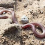 Texas Threadsnake