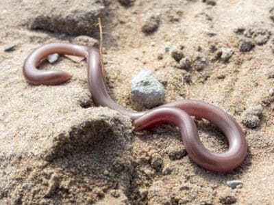 Texas Blind Snake Picture