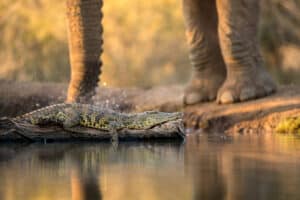Elephants Charge Lounging Crocodiles in Wild Safari Footage Picture