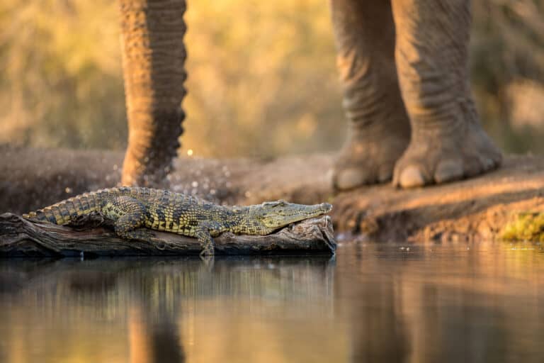 Crocodile and Elephant