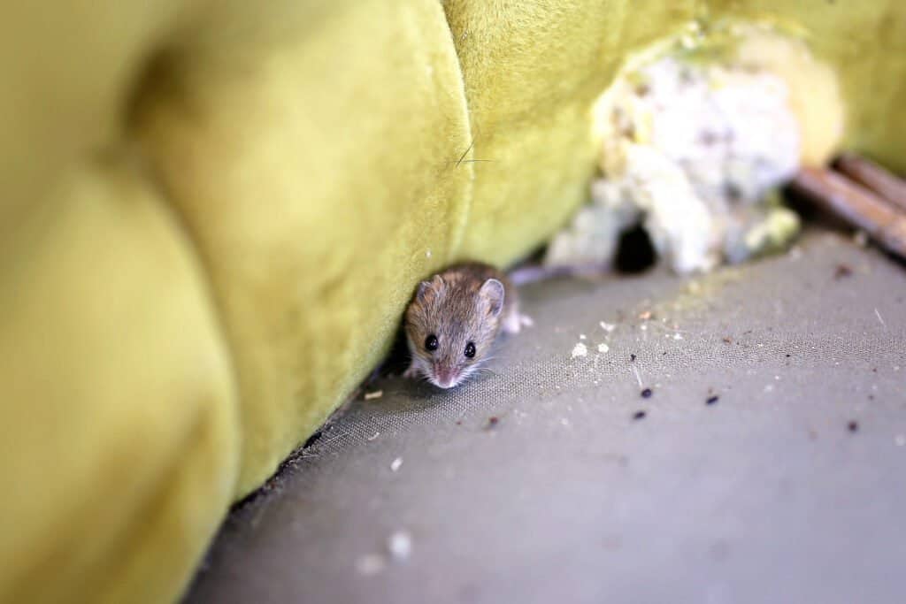 Do Mothballs Repel Mice?