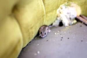 Discover 10 Natural DIY Rodent Repellents to Use Around the Home Picture