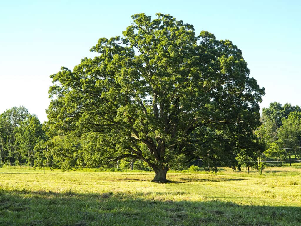 image of single white oak tree with a large canopy, in a grassy glade.