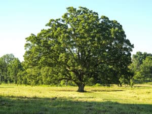 The 33 Most Iconic Trees Native to Tennessee Picture