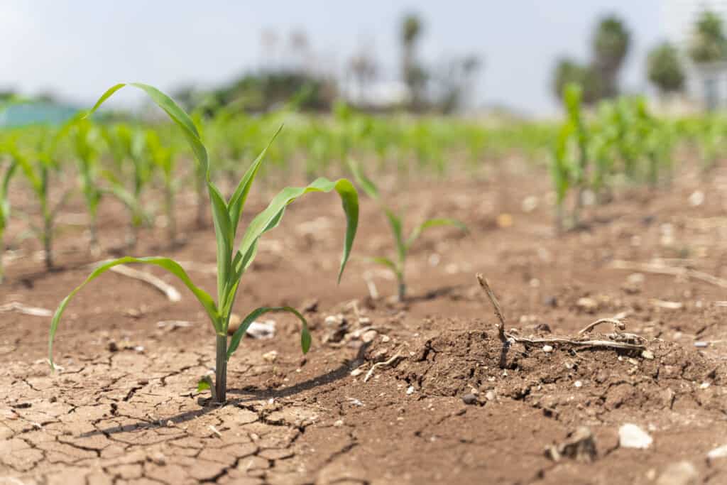 Drought Impact on Corn Crops