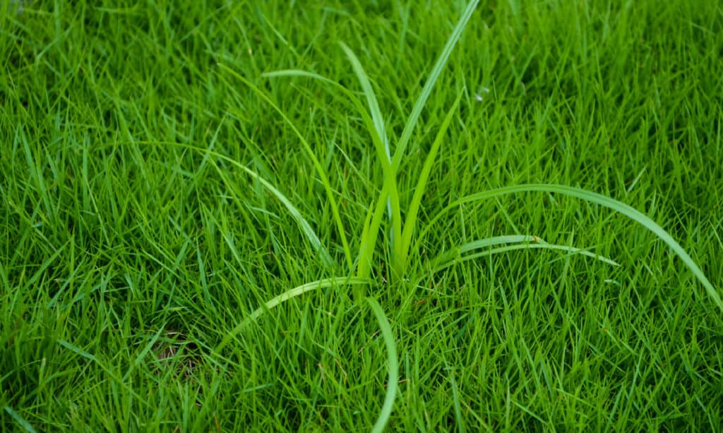 Nutsedge