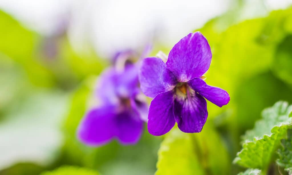 Wild Violets