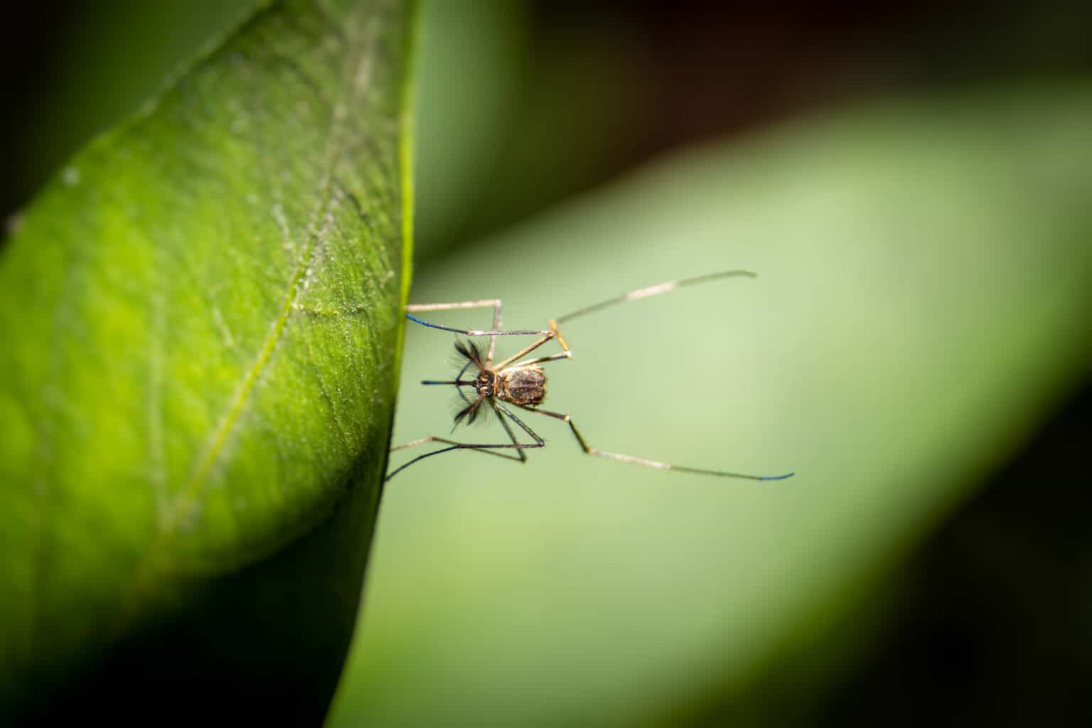 Discover the 4 Types of Mosquitoes Set to Invade Virginia - A-Z Animals