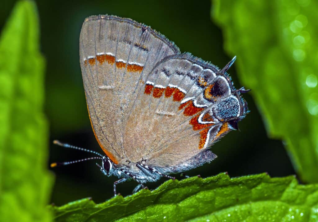 Red Banded Hairstreak