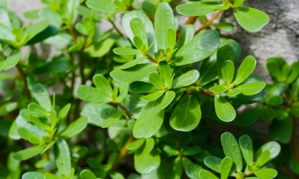 Purslane