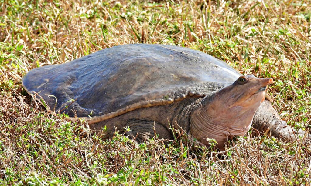 Флоридская черепаха софтшелл (Apalone ferox)