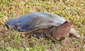 5 Incredible Freshwater Turtles in Florida Picture