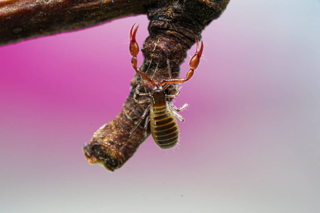 2 Scorpions in Alabama - A-Z Animals