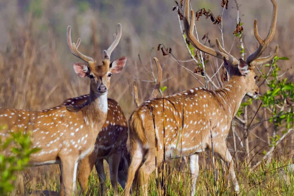 Meet the Axis Deer - The Invasive Species Now Roaming the U.S. - A-Z ...