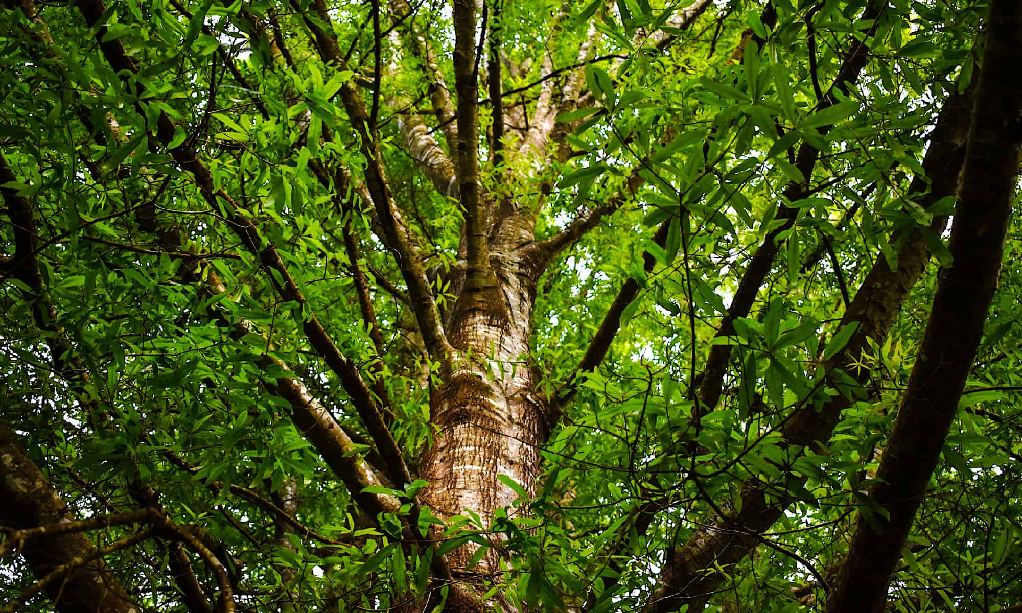 Ива дуб. Лист ивы. Less common are Oaks.