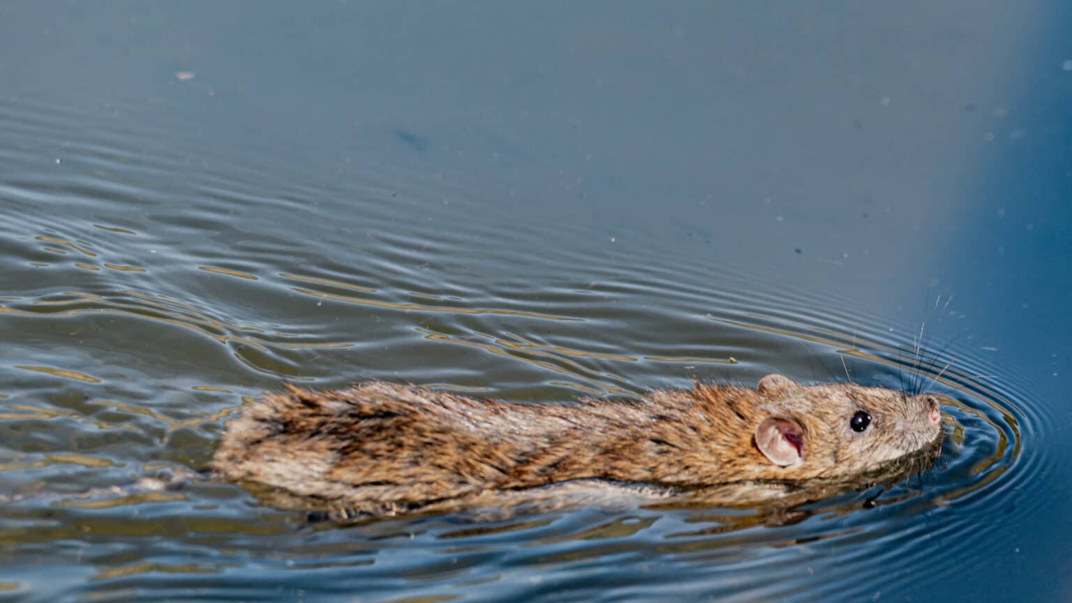 rat swimming experiment 60 hours snopes