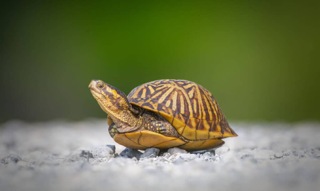 Florida Box Turtle (Terrapene carolina bauri)