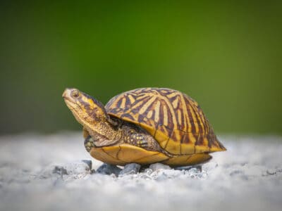 A Meet The 10 Cutest Turtles In The World