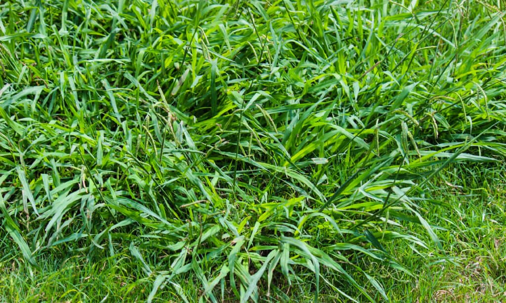 Crabgrass