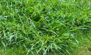 Discover What Happens to Crabgrass in the Winter Picture