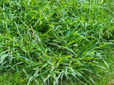 A Discover What Happens to Crabgrass in the Winter