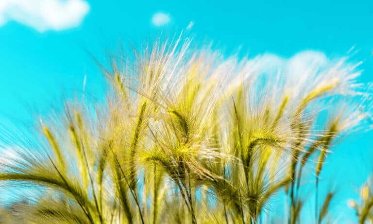 Foxtail