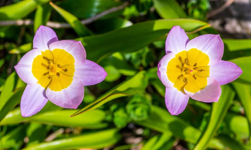 Cretan Tulip