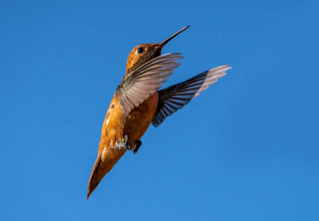 Male Rufous Hummingbird