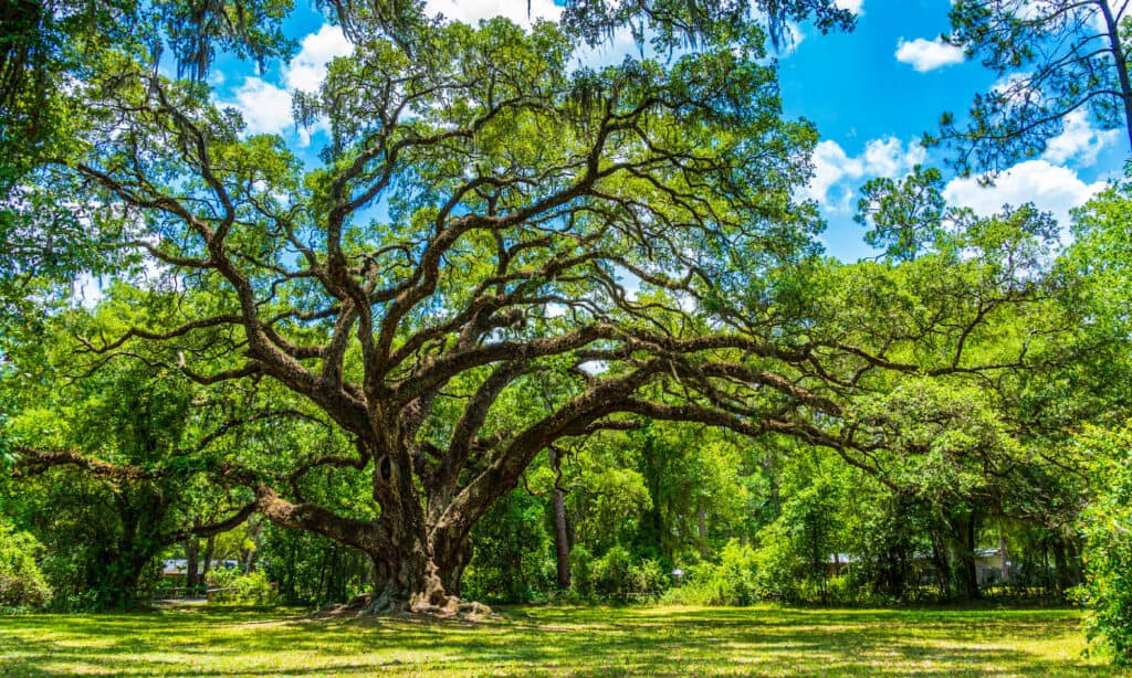 A mature live oak tree s with an enormous trunk of brown and many similar limbs, with sparse leaves. The tree is situated toward the back of the photograph with an expanse of tree ground cover in front of the tree. background of greenery and a partly cloudy blue and white sky.