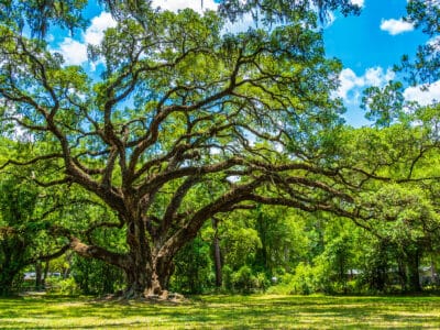 A Live Oak vs. Water Oak: What’s the Difference?